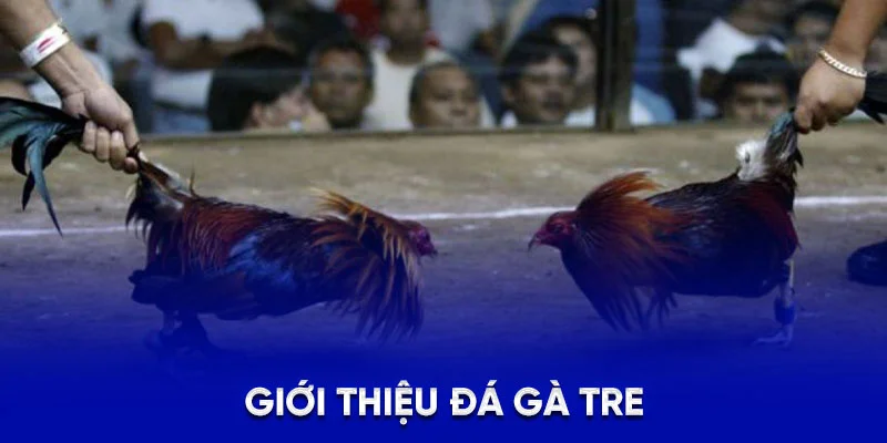 Giới thiệu đá gà tre