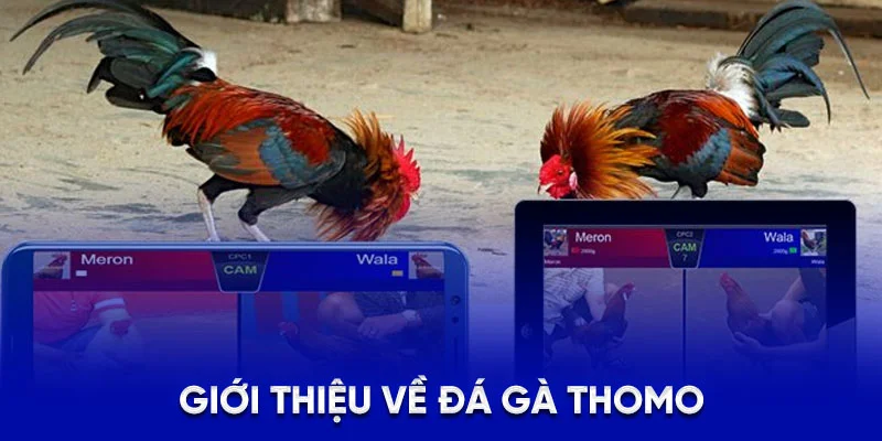 Đá Gà Thomo 78WIN - Giới Thiệu Sân Chơi Trực Tuyến Uy Tín 1 Giới thiệu về đá gà Thomo