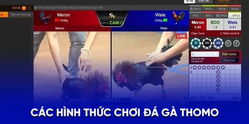 Đá Gà Thomo 78WIN - Giới Thiệu Sân Chơi Trực Tuyến Uy Tín 2 Các hình thức chơi đá gà Thomo